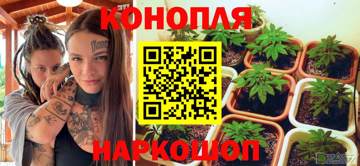Бошки марихуана MAZAR Прокопьевск